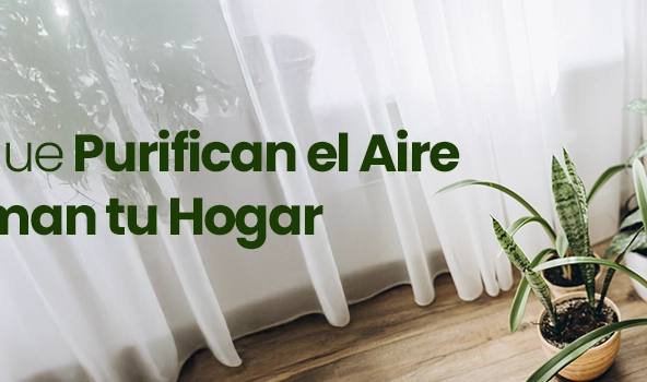 10 Plantas que Purifican el Aire y Transforman tu Hogar