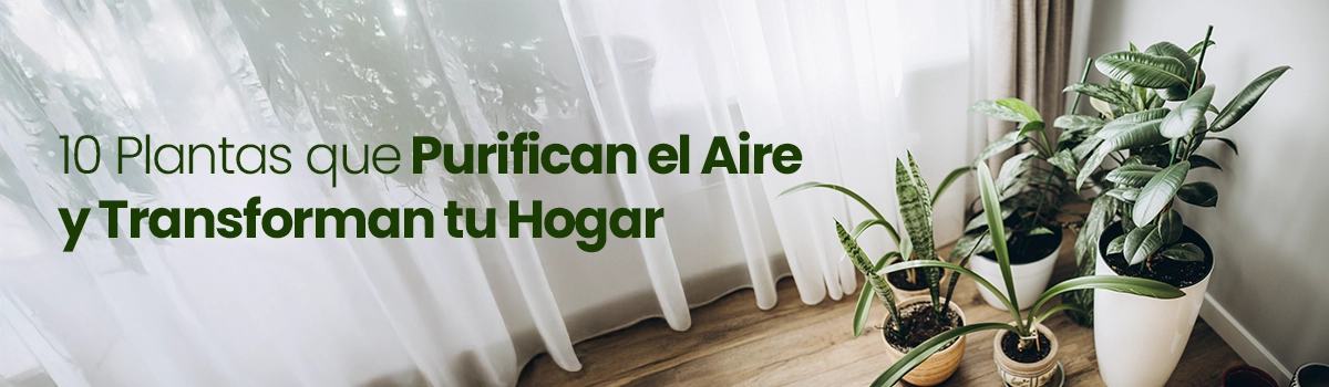 10 Plantas que Purifican el Aire y Transforman tu Hogar
